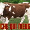 Vache Qui Meugle Le Cri De La Vache Le Bruit Des Animaux Son pour Bruit Des Animaux De La Ferme