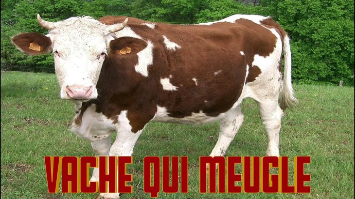 Vache Qui Meugle Le Cri De La Vache Le Bruit Des Animaux Son pour Bruit Des Animaux De La Ferme