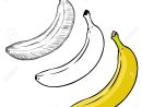 Vecteur Série De Bananes De Style Différente Illustration. Processus De  Dessin destiné Dessiner Une Banane