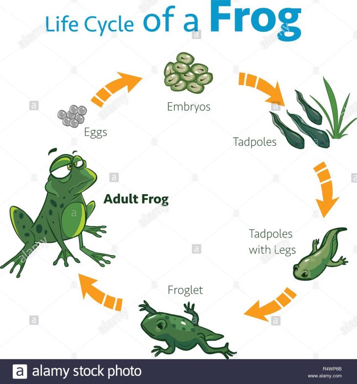 Vector Illustration D'un Cycle De Vie D'une Grenouille avec Cycle De Vie Grenouille