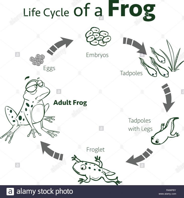 Vector Illustration D'un Cycle De Vie D'une Grenouille encequiconcerne Cycle De Vie Grenouille