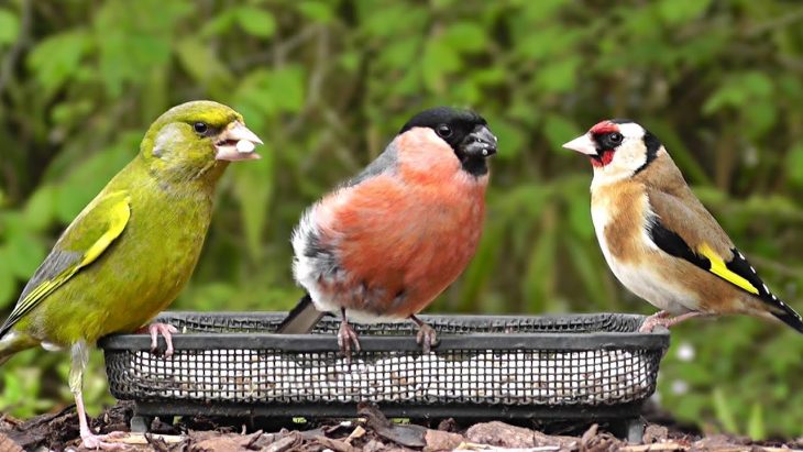 Vidéos Pour Les Chats À Surveiller – Les Oiseaux Du Jardin avec Jeux De Oiseau Gratuit