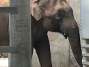 Vidéos - Upali, Éléphant D'asie, Débarque Au Pal Dans L'allier destiné Femelle De L Éléphant Nom
