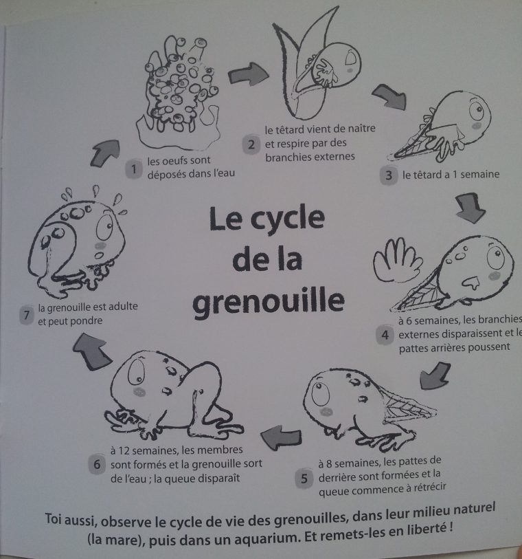 Vies De Grenouilles. (3 Albums Dès 3 Ans) – Vivrelivre concernant Le Cycle De Vie De La Grenouille