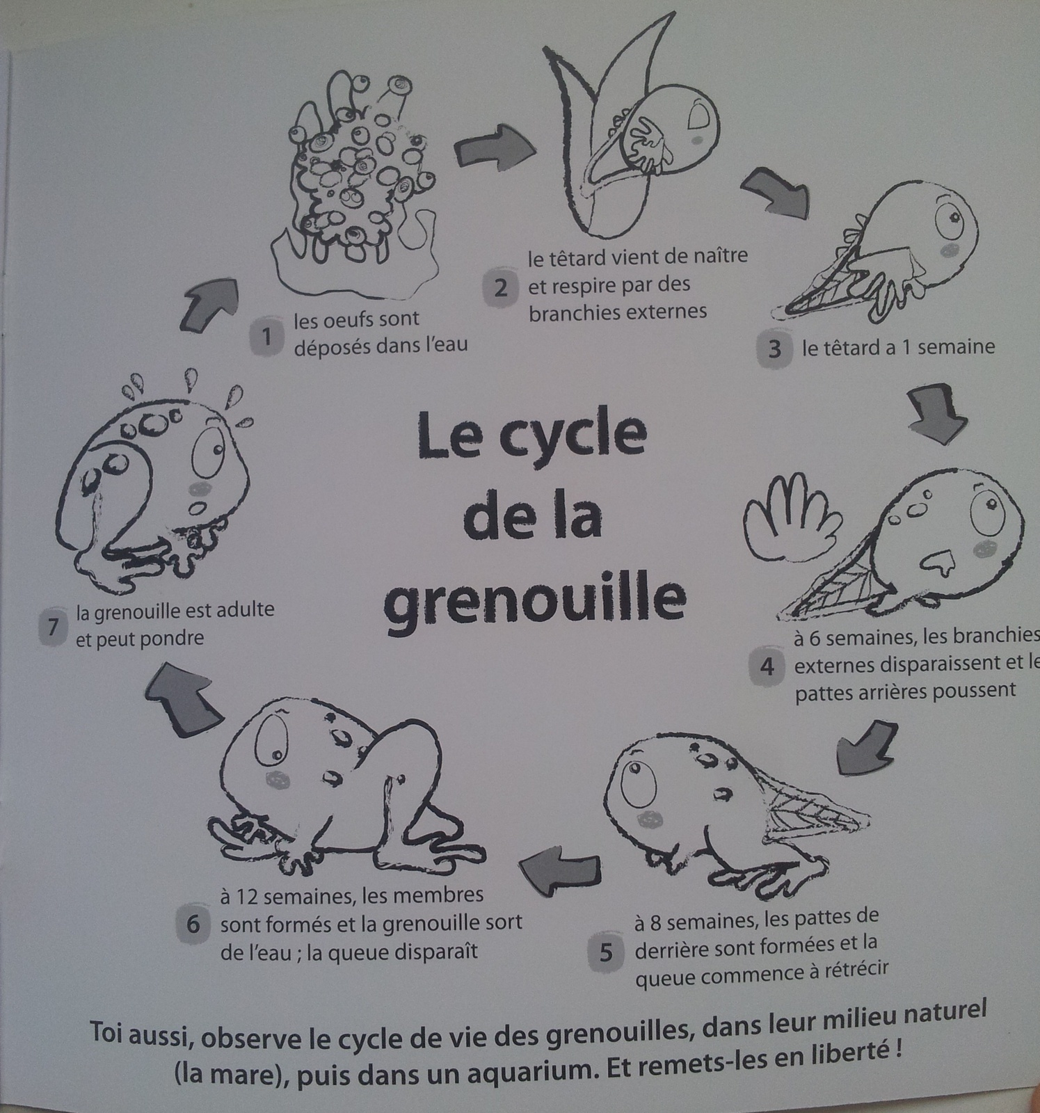 Vies De Grenouilles. (3 Albums Dès 3 Ans) - Vivrelivre concernant Le Cycle De Vie De La Grenouille