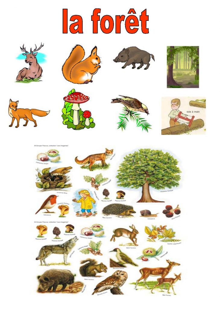 Vocabulaire 2,ce1,ce2, Imagiers, La Forêt,animaux, Végétaux, à Animaux Foret Maternelle