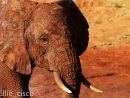 Vous Cherchez Une Destination Idyllique, Le Kenya Est Fait à Barrissement Elephant