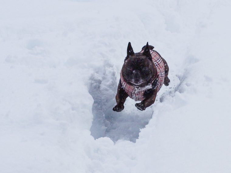 Vous Emmenez Votre Chien Aux Sports D'hiver ? – Gublog serapportantà Chien Qui Fait De La Luge