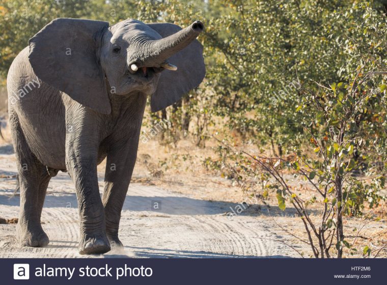 Young Elephant Trumpeting Stock Photo: 135555734 – Alamy intérieur Barrissement Elephant