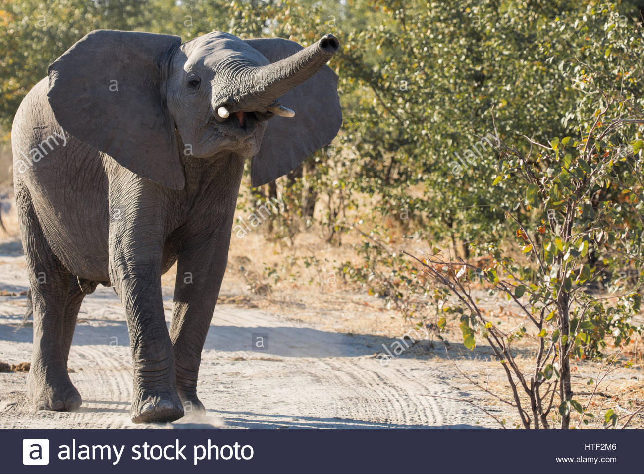 Young Elephant Trumpeting Stock Photo: 135555734 - Alamy intérieur Barrissement Elephant