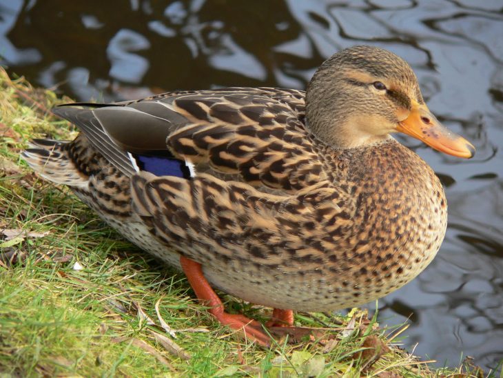 Zibaloo: Canard, Canne, Canneton avec Canard Canne