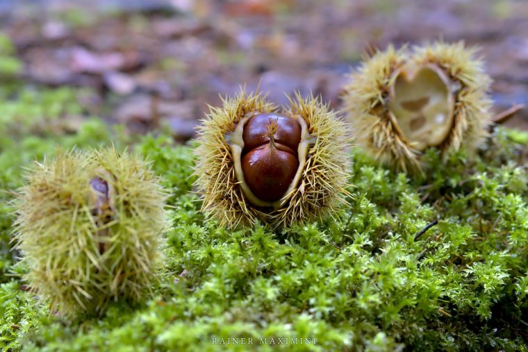 esskastanien in der heißluftfritteuse