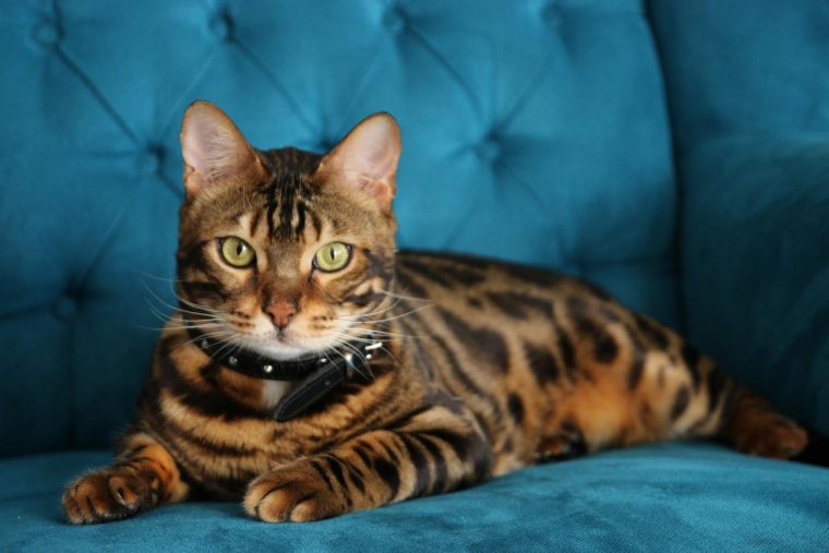 bengal katze allergiker