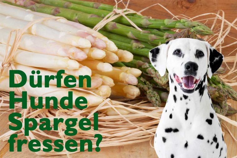 dürfen hunde buchweizen essen