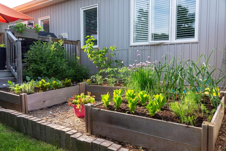 jardin en pots potager