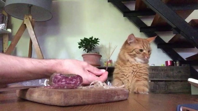 können katzen salami essen