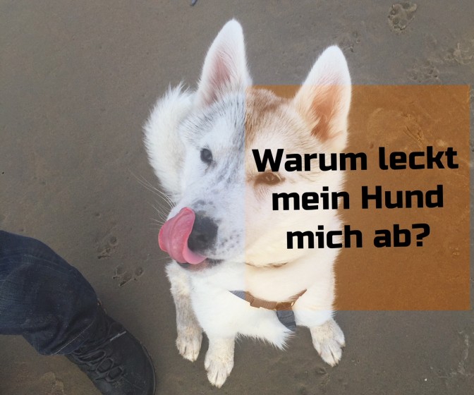 mag mein hund mich