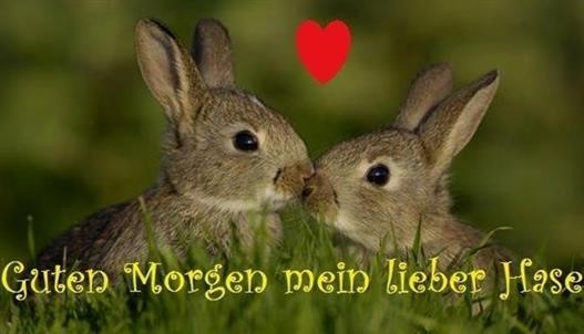 guten morgen hase sprüche