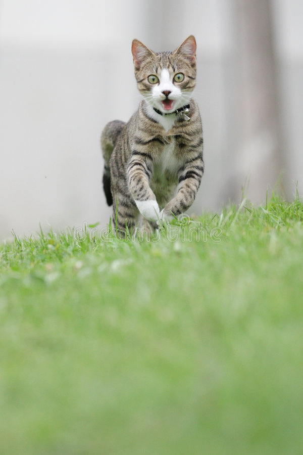 können katzen rückwärts laufen