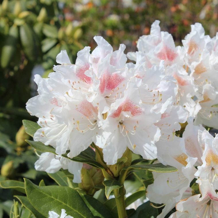 rhododendron cunningsham white