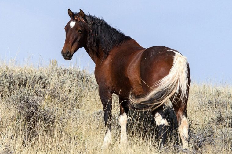 mustang pferd kaufen usa