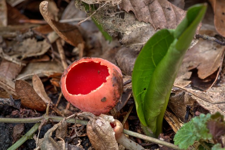 intensiver leuchtend-roter farbstoff