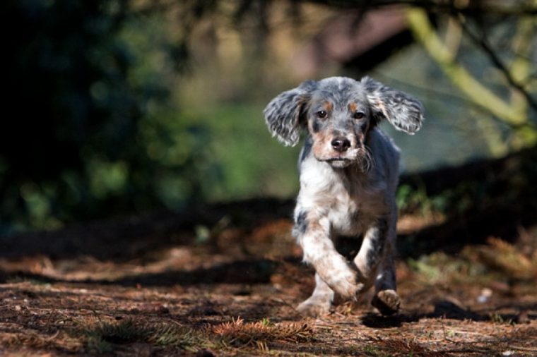 englisch setter welpen