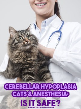 cerebellar hypoplasia katzen