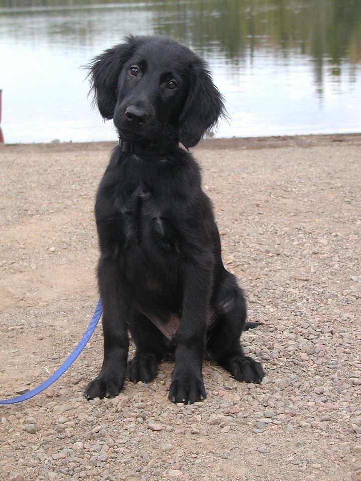 flat coated retriever welpen in not