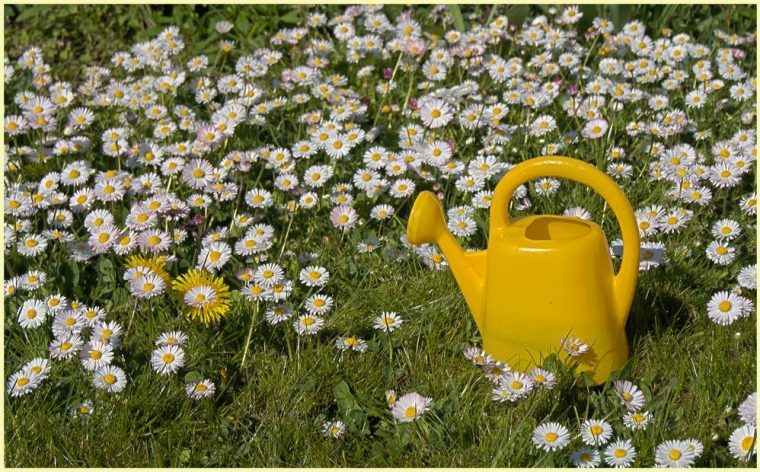 meine blümchen haben durst