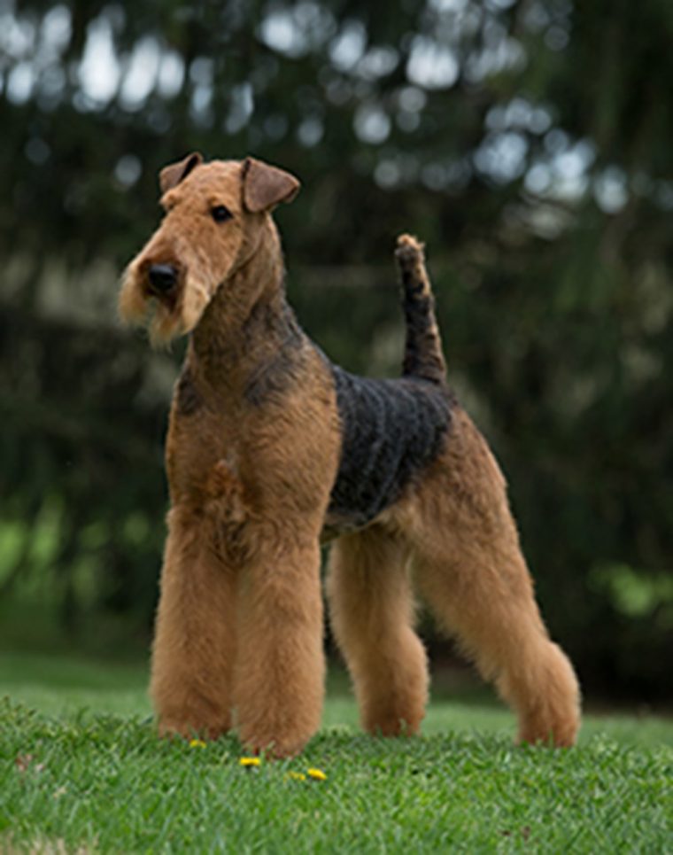 airedale terrier in not