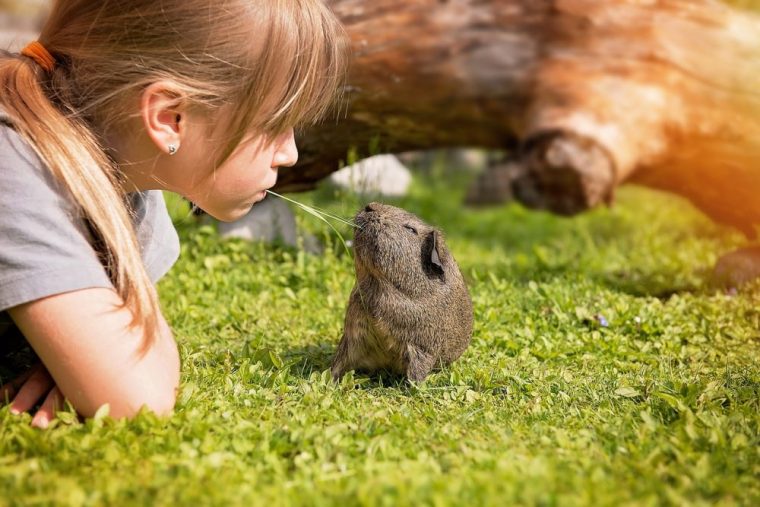 meerschweinchen plötzlich tot