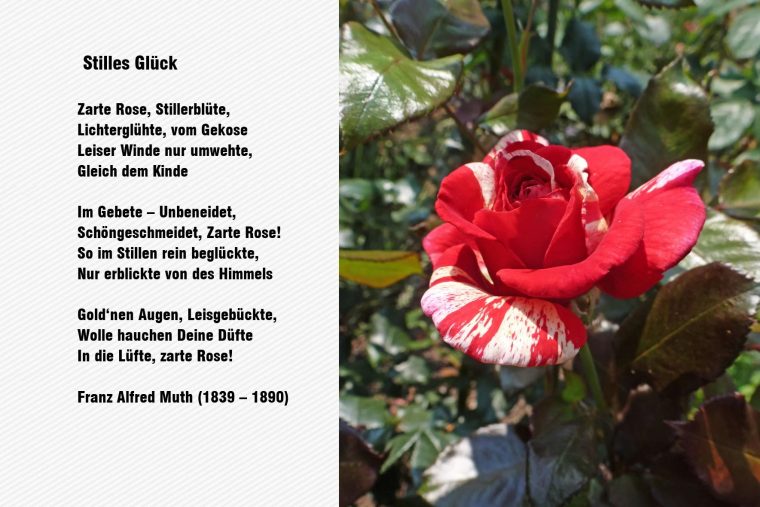 ich schenke dir eine rose gedicht