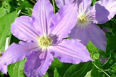 clematis gräfin cosel