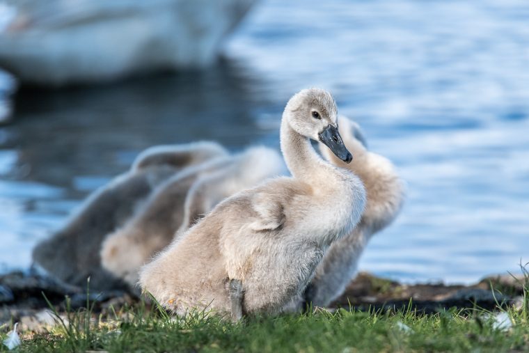 hässliches entlein schöner schwan