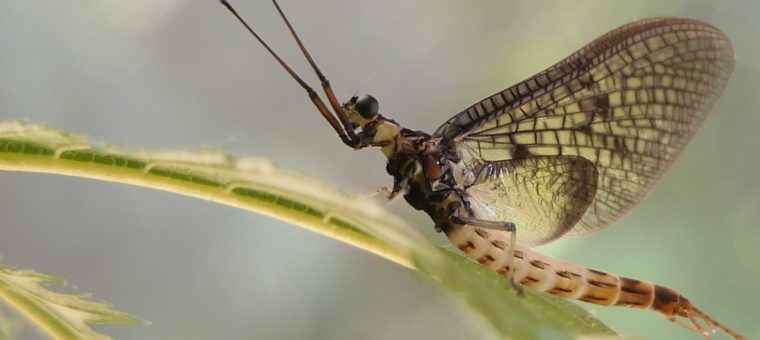 insekten mit t