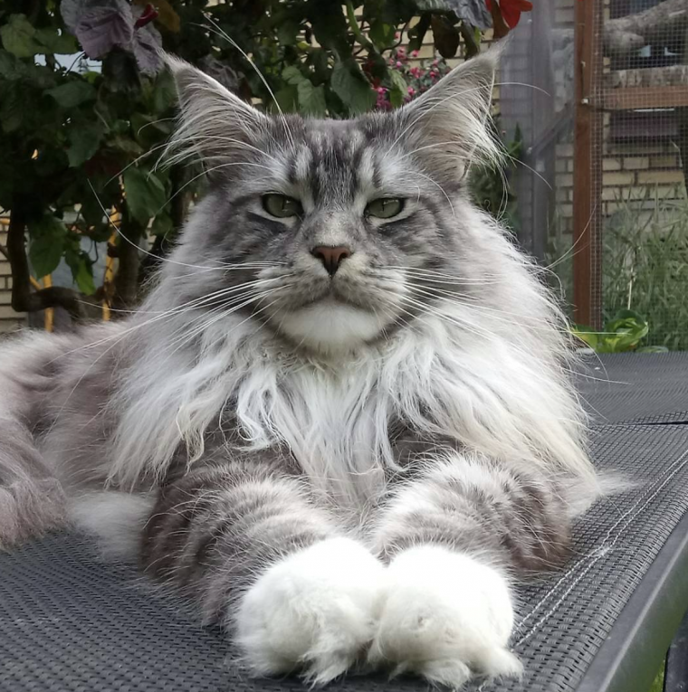 maine coon geschoren