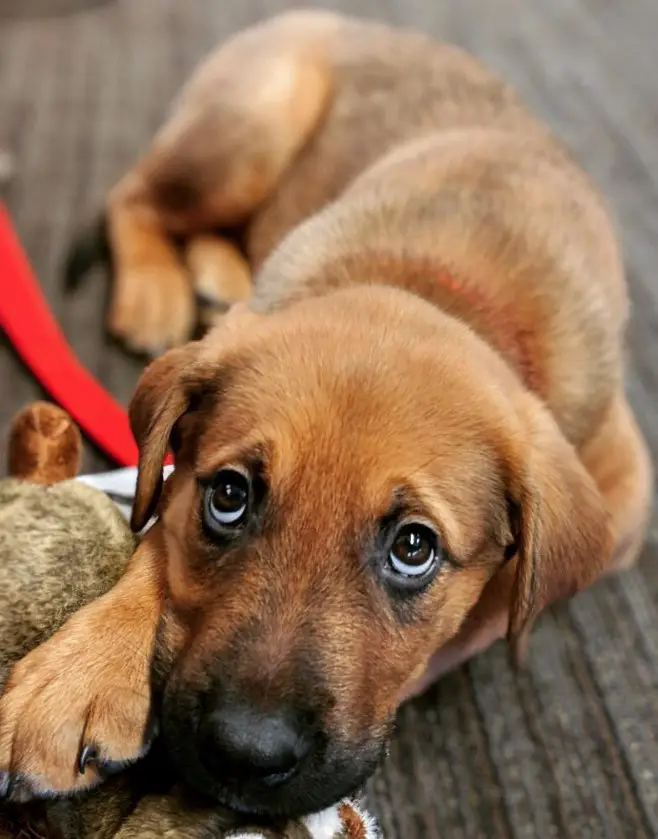 rottweiler golden retriever