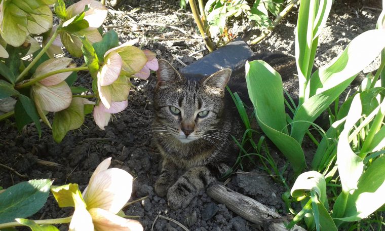 animaux jardin