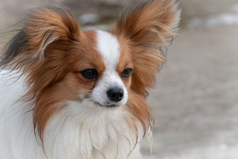 hunde mit lockigen ohren