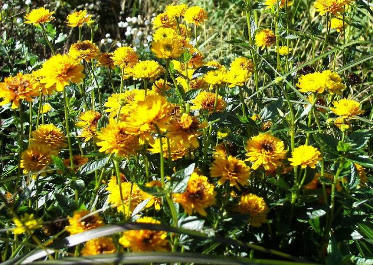 gartenblumen gelb blühend