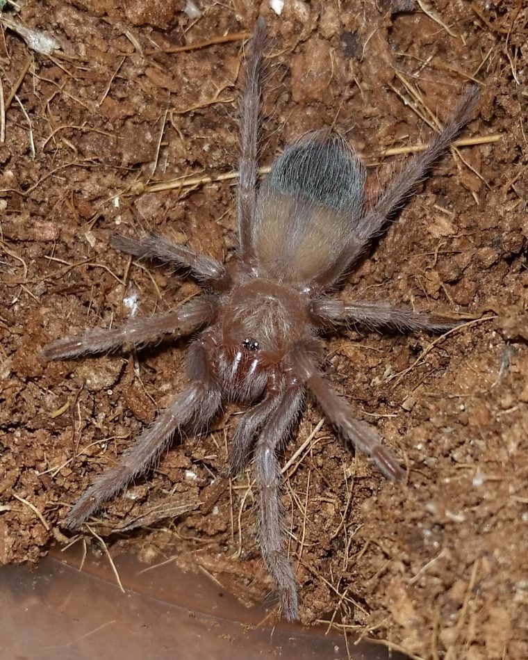 lasiodora parahybana kaufen