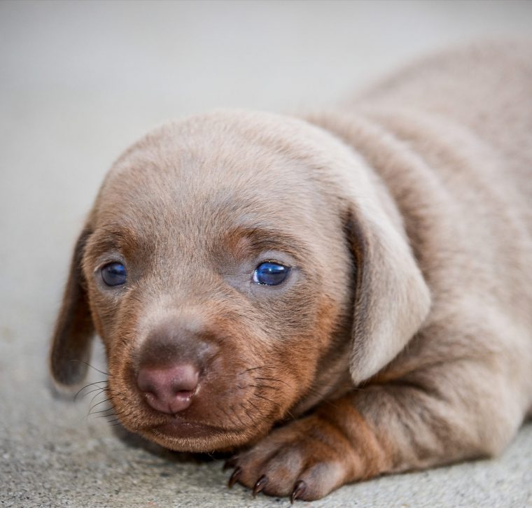 magyar vizsla labrador mix