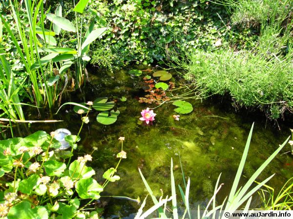 profondeur d un bassin de jardin