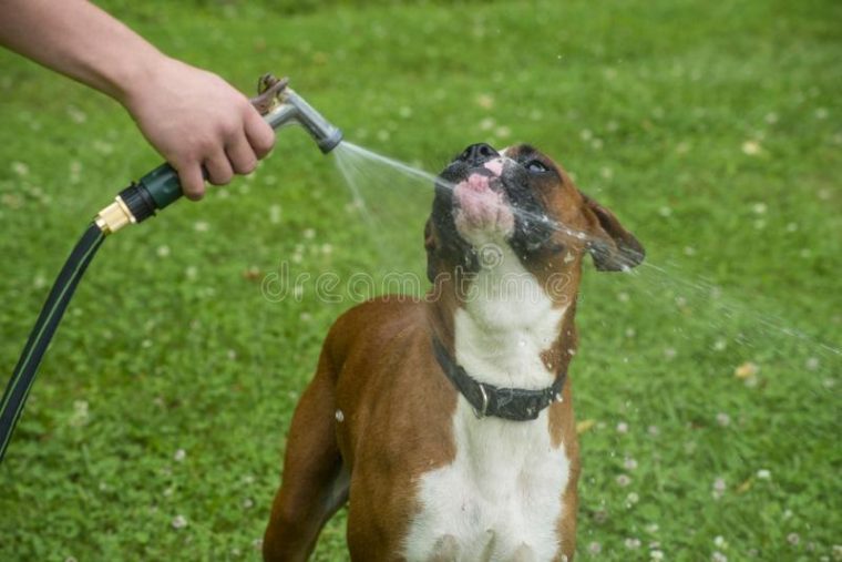 hunde wasser mit kohlensäure