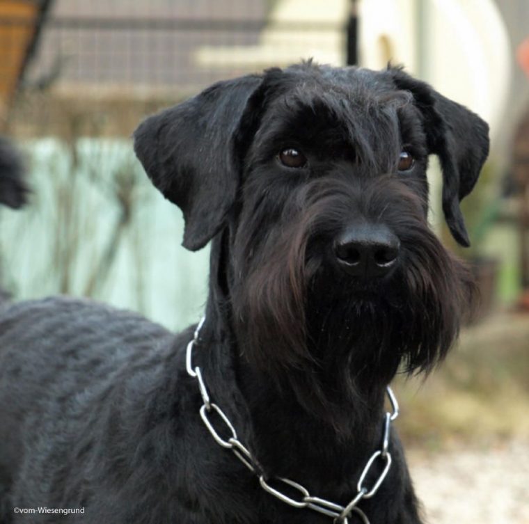 zwergschnauzer in not