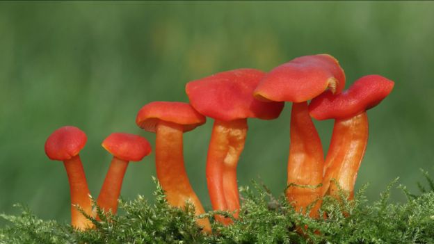 wohlschmeckender fungus 10