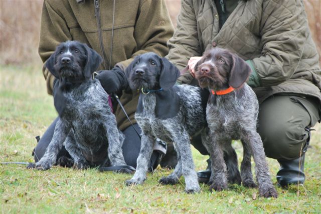 jagdhunde in not deutsch drahthaar