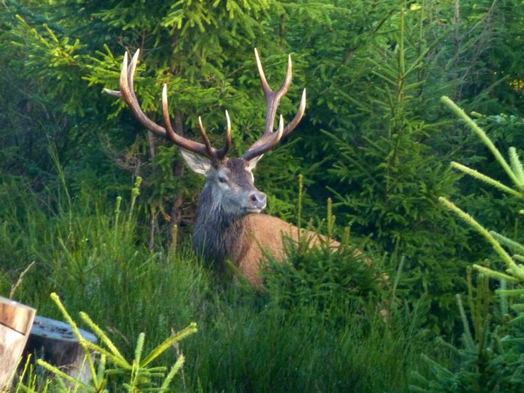 wild auf wald