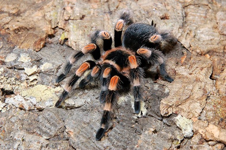 brachypelma smithi haltung